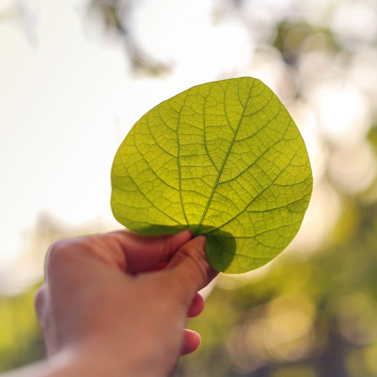 Green leaf